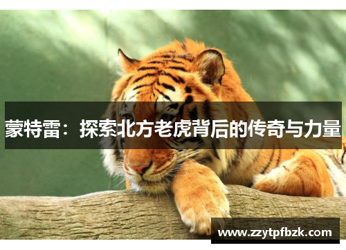 蒙特雷：探索北方老虎背后的传奇与力量